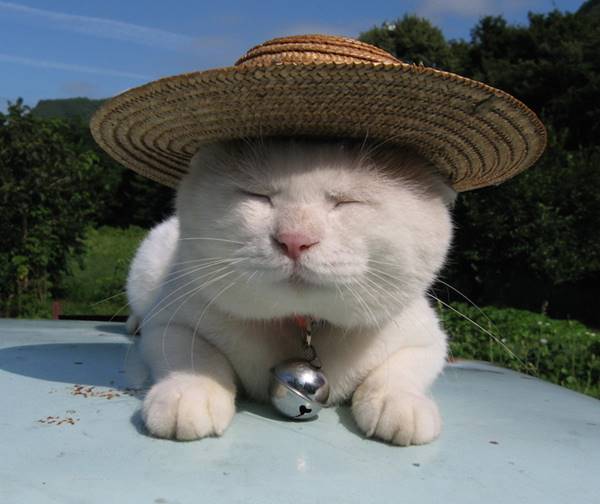 aymutlu uyuyan kedi8