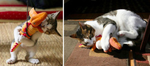 before and after growing up cats 27  700