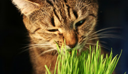 90’larda Kedi Olmak