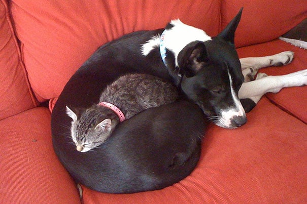 cute cats sleeping on dogs 11 605