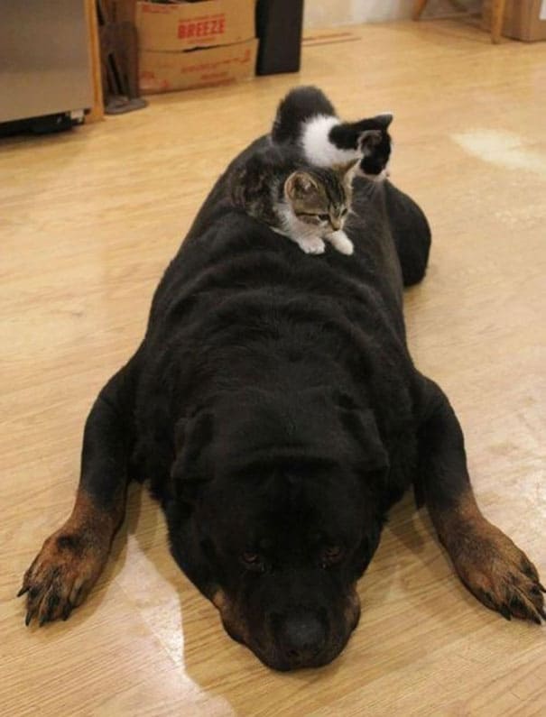 cute cats sleeping on dogs 15 605
