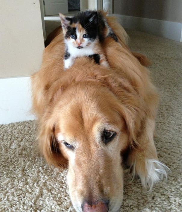 cute cats sleeping on dogs 16 605