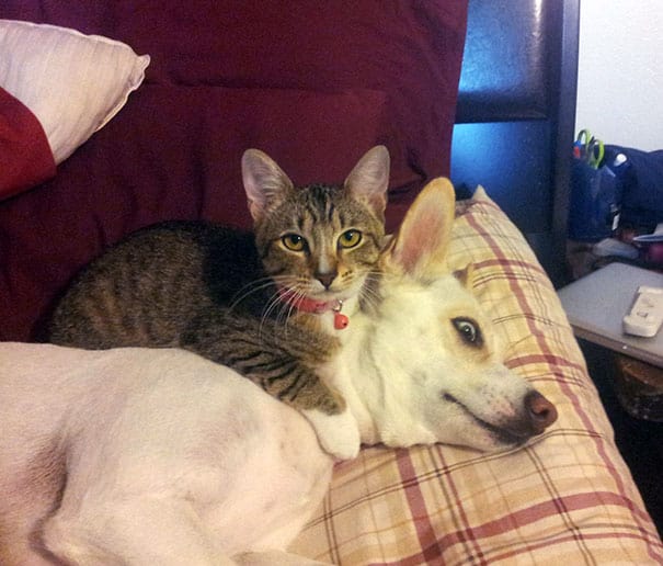 cute cats sleeping on dogs 18 605