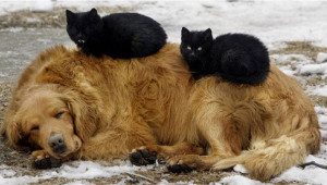 cute cats sleeping on dogs 20  605