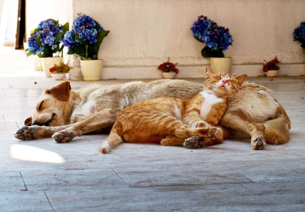 cute cats sleeping on dogs 21 605