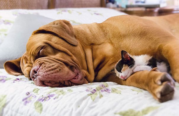 cute cats sleeping on dogs 22 605