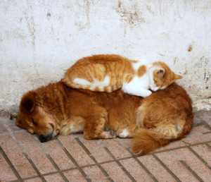 cute cats sleeping on dogs 26  605