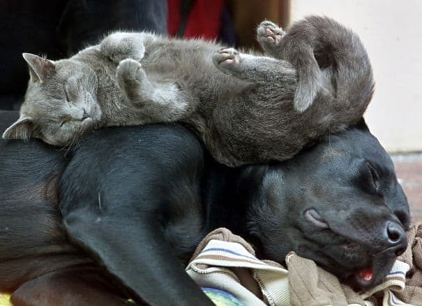 cute cats sleeping on dogs 2 605