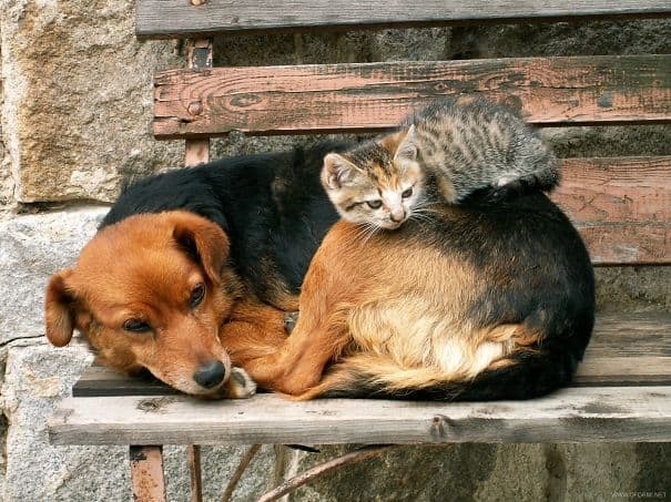 cute cats sleeping on dogs 3 605