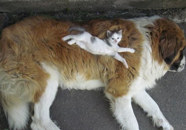 cute cats sleeping on dogs 4 605
