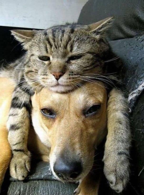 cute cats sleeping on dogs 7 605