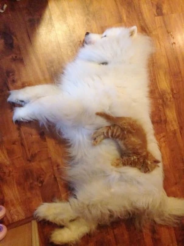 cute cats sleeping on dogs 8 605
