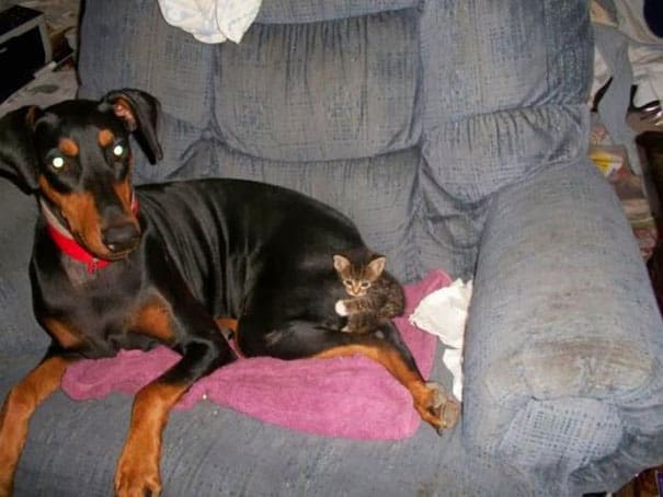 cute cats sleeping on dogs 9 605