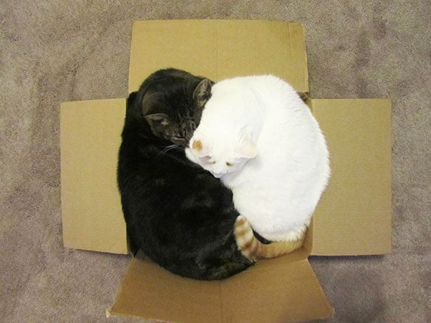 funny cats if it fits i sits 10