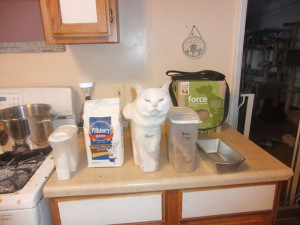 funny cats if it fits i sits 16