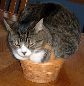 funny cats if it fits i sits 18