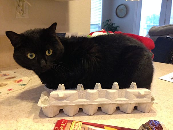 funny cats if it fits i sits 2
