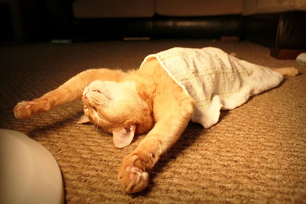 funny sleeping cats 1