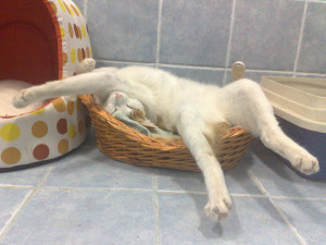 funny sleeping cats 10