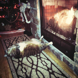 funny sleeping cats 13