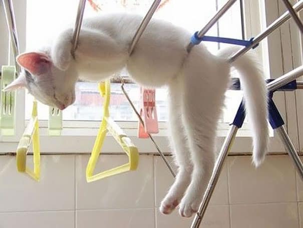 funny sleeping cats 15