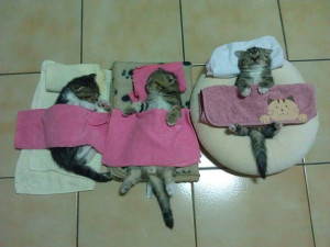 funny sleeping cats 16