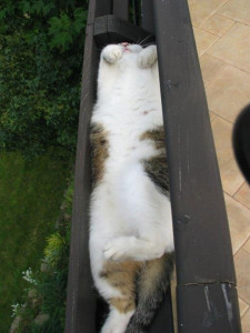 funny sleeping cats 17