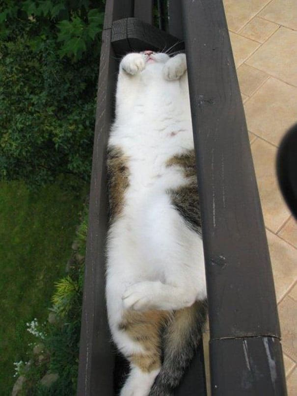 funny sleeping cats 17