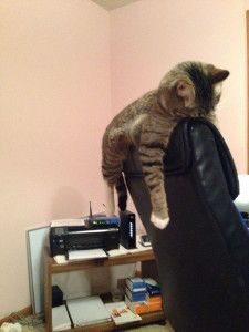 funny sleeping cats 21