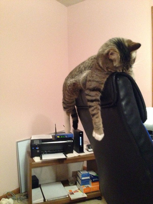 funny sleeping cats 21