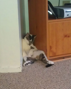 funny sleeping cats 23