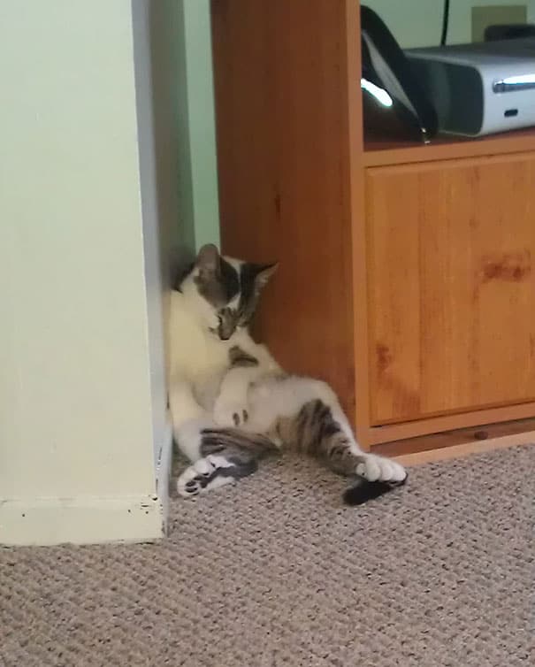funny sleeping cats 23