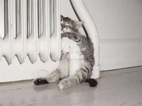 funny sleeping cats 24