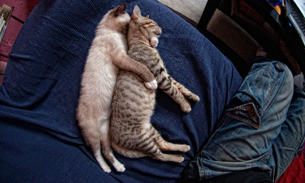 funny sleeping cats 25