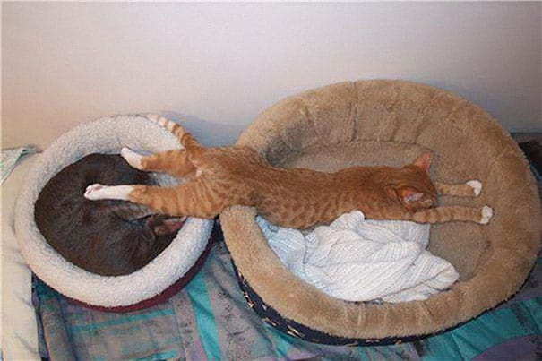 funny sleeping cats 26