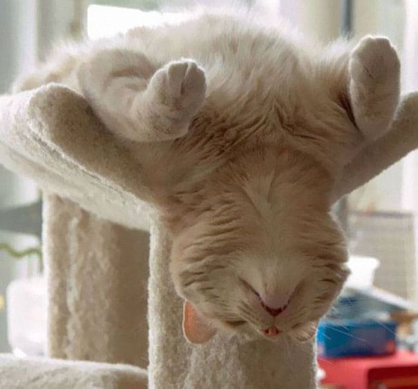 funny sleeping cats 27