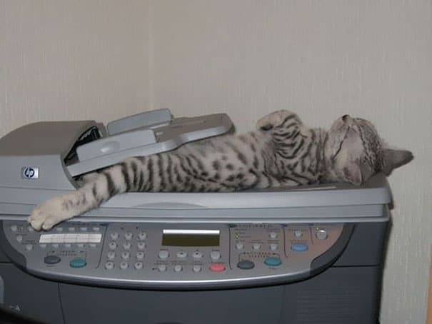 funny sleeping cats 28