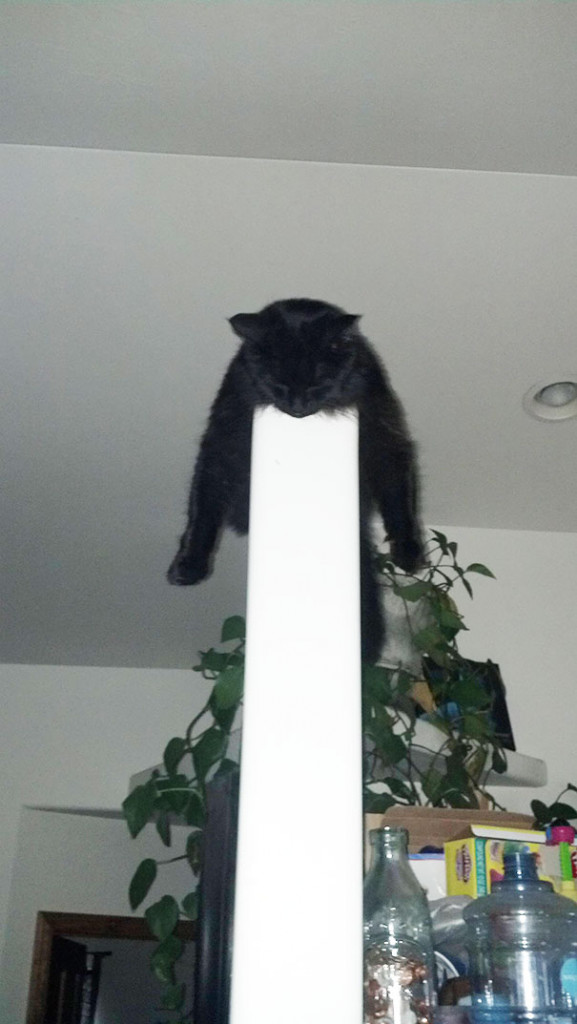 funny sleeping cats 29