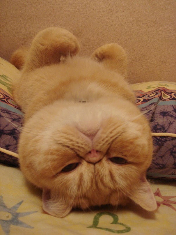 funny sleeping cats 4