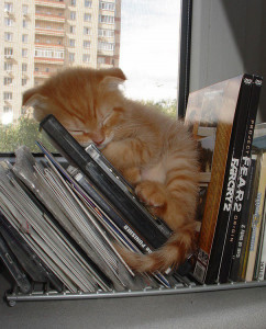 funny sleeping cats 5