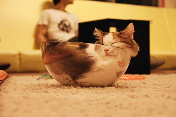 funny sleeping cats 8