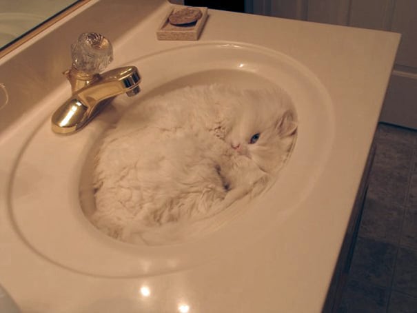 funny sleeping cats 9