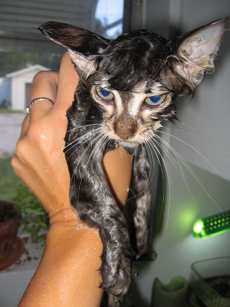 funny wet cats 12
