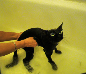 funny wet cats 14