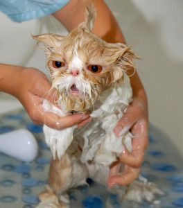 funny wet cats 17
