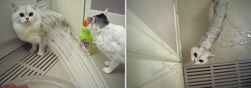 funny wet cats 18