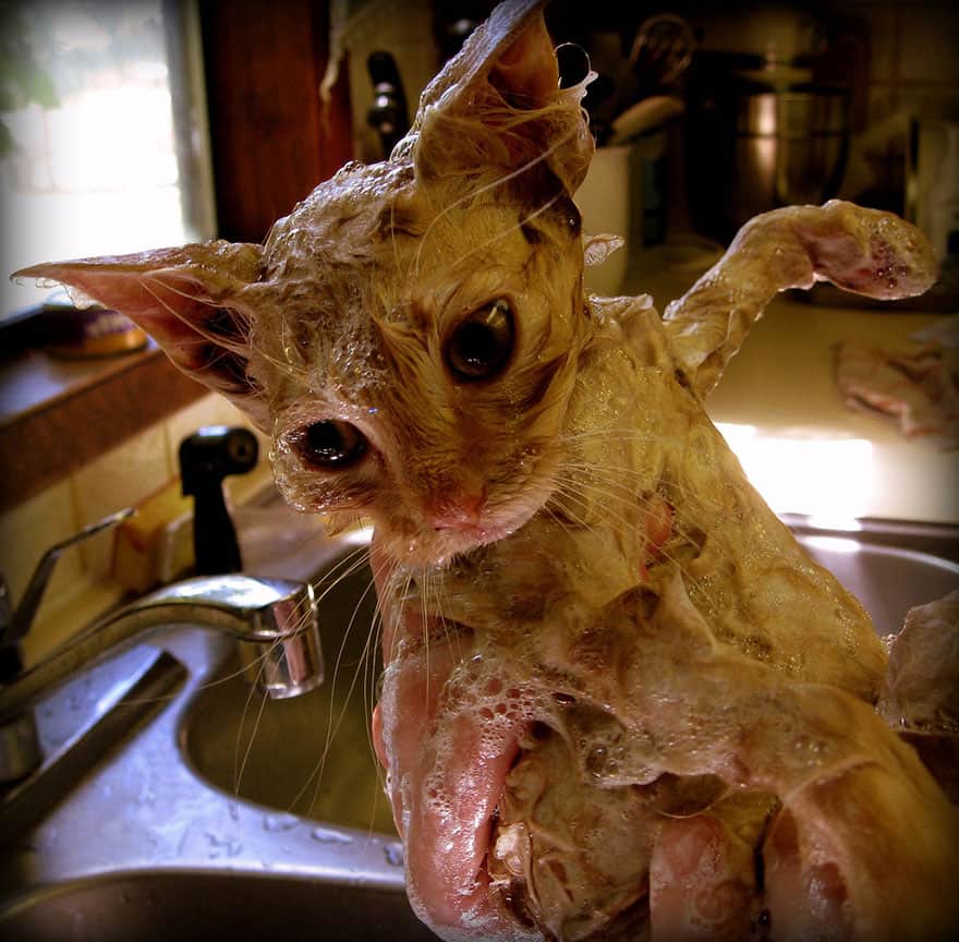funny wet cats 19