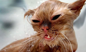 funny wet cats 24