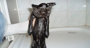 funny wet cats 25