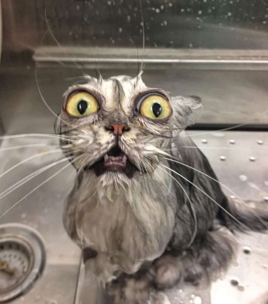 funny wet cats 36